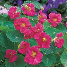 Baby Pink Nasturtium Flower Seeds – Heirloom, Non-GMO, High Germination Organic Garden Seeds
