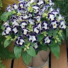 Deep Blue Torenia Flower Seeds for Planting – Heirloom, Non-GMO, High Germination Organic Garden Seeds