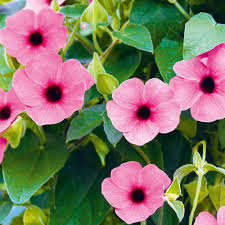 Light Pink Thunbergia Flower Seeds – Heirloom, Non-GMO, High Germination Organic Garden Seeds