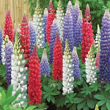 Lupine Flower Seeds for Planting | Shade Tolerant | Heirloom Non-GMO High Germination Seeds