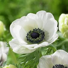 Anemone Flower Seeds for Planting – Heirloom, Non-GMO, Drought-Tolerant High Germination Seeds