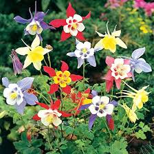 Mixed Aquilegia Seeds for Planting – Perfect for Borders, Heirloom, Non-GMO Garden Seeds