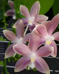 Violet Phalaenopsis Orchid Seeds for Planting – Heirloom, Non-GMO, Drought Tolerant Organic Garden Seeds