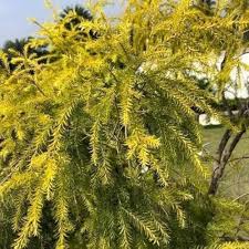 Yellow Alpine Bottlebrush Flower Seeds for Planting Heirloom Non-GMO High Germination Organic Garden Seeds