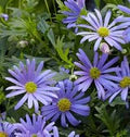 Swan River Daisy Flower Seeds for Planting – Heirloom & Non-GMO Dainty Blooms for Containers, Borders, and Pollinator Gardens