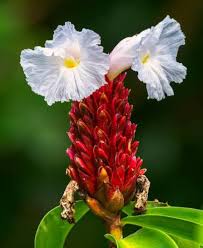 Costus Speciosus Flower Seeds for Planting – Heirloom, Non-GMO &amp; High Germination Garden Seeds
