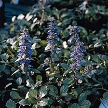 Ajuga Flower Seeds for Planting - Heirloom, Non-GMO, High Germination Organic Garden Seeds