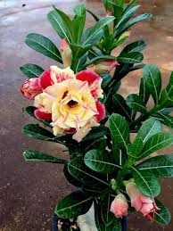 Yellow Red Adenium Obesum Flower Seeds for Planting – Low Maintenance, Heirloom, Non-GMO & High Germination Seeds