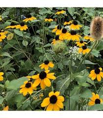 Rudbeckia Triloba Flower Seeds for Planting – Heirloom, Non-GMO, High Germination Organic Garden Seeds