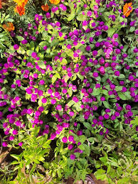 Globosa Flower Seeds for Planting | Vibrant Colors | Heirloom Non-GMO High Germination Seeds