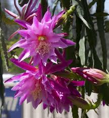 Pink Epiphyllum Oxypetalum Flower Seeds - Heirloom, Non-GMO, High Germination Organic Garden Seeds