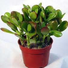 Crassula Flower Seeds for Planting | Heirloom Non-GMO High Germination
