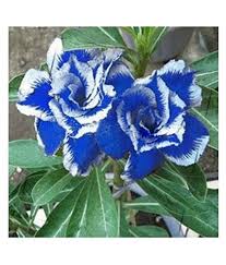 Deep Blue Adenium Obesum Flower Seeds for Planting – Heirloom, Non-GMO, Bright Blooms Organic Garden Seeds