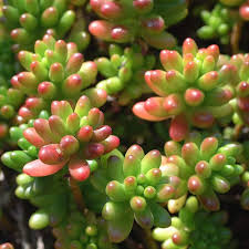 Red Sedum Rubrotinctum Flower Seeds for Planting – Vibrant Colors, Heirloom, Non-GMO Seeds for Home Garden