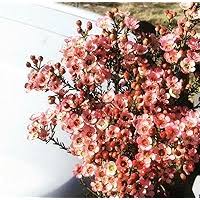 Mixed Wax Flower Seeds for Planting – Seasonal Bloomer Heirloom, Non-GMO, High Germination Organic Garden Seeds