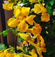 Dolichandra Unguis Flower Seeds for Planting – Seasonal Bloomer, Heirloom, Non-GMO, High Germination Garden Seeds