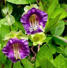 Flower Seeds, Seeds,Seeds For Planting,Plant Seeds