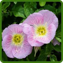 Light Pink Primrose Flower Seeds for Planting – Heirloom, Non-GMO, Sun Loving Organic Garden Seeds