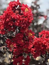 Red Crape Tree Flower Seeds for Planting – Heirloom, Non-GMO, High Germination Organic Garden Seeds