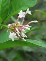 Pink Serpentina Flower Seeds – Heirloom, Non-GMO, High Germination Organic Garden Seeds for Planting