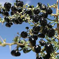 Fruit Seeds,Garden seeds, Seeds For Planting,Plant Seeds