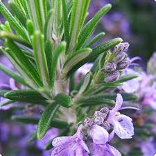 Rosemary Seeds for Planting – Premium Quality, Heirloom, Non-GMO, High Germination Organic Garden Seeds