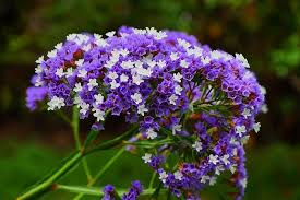 Heirloom Limonium Flower Seeds for Planting – Seasonal Bloomer, Non-GMO, High Germination Organic Garden Seeds