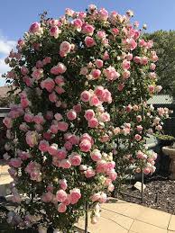 Climbing Rose Flower Seeds for Planting – Garden Favorite, Heirloom, Non-GMO & High Germination Seeds