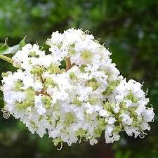 White Crepe Myrtle Flower Seeds for Planting – Heirloom, Non-GMO, High Germination Organic Garden Seeds