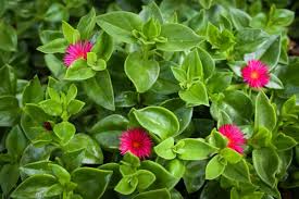 Aptenia Flower Seeds for Planting – Heirloom, Non-GMO, Cottage Garden Essential High Germination Seeds
