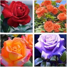 Miniature Rose Mixed Flower Seeds – Drought Tolerant, Heirloom & Non-GMO Garden Seeds