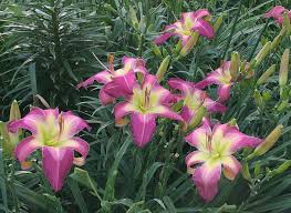 Pink White Hemerocallis Flower Seeds for Planting – Heirloom, Non-GMO, High Germination Garden Seeds