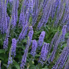 Veronica Flower seeds for Planting – Shade Tolerant, Heirloom &amp; GMO Free Seeds for Home Garden, High Germination