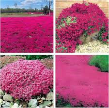 Pink Creeping Thyme Flower Seeds for Planting – Easy to Grow Heirloom Non-GMO High Germination Organic Garden Seeds