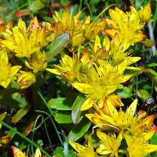 Yellow Sedum Kamtschaticum Flower Seeds for Planting – Heirloom, Non-GMO, Shade Tolerant Organic Garden Seeds