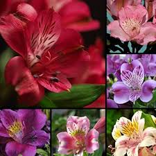 Mixed Alstroemeria Flower seeds for Planting - Shade Tolerant, Heirloom & GMO Free Seeds for Home Garden, Non-GMO