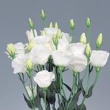 White Lisianthus Logro Flower Seeds for Planting – Heirloom, Non-GMO, High Germination Organic Garden Seeds