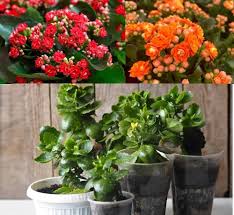 Mixed Kalanchoe Flower Seeds for Planting - Heirloom, Non-GMO, High Germination Organic Garden Seeds