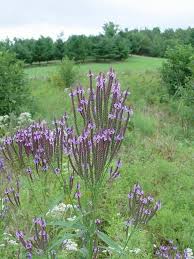 Blue Verbena Hastata Flower Seeds for Planting | Heirloom Non-GMO Organic Garden Seeds, Colorful Display, High Germination