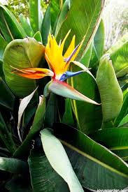 Bird of Paradise Flower Seeds for Planting – Heirloom, Non-GMO, High Germination Organic Garden Seeds