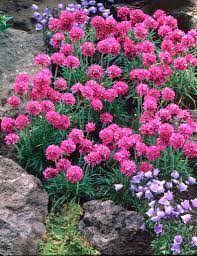Maritima Flower Seeds for Planting – Bright Blooms Heirloom Non-GMO High Germination Organic Garden Seeds
