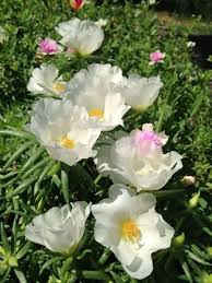 White Moss-Rose Flower Seeds for Planting – Heirloom, Non-GMO, High Germination Garden Seeds
