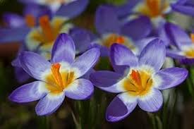 Blue Yellow Crocus Flower Seeds for Planting – Heirloom, Non-GMO, High Germination Organic Garden Seeds