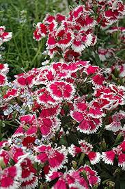 Dianthus Barbatus Flower Seeds for Planting – Colorful Display, Heirloom, GMO Free Organic Garden Seeds