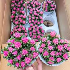 Pink Anacampseros Flower Seeds for Planting – Heirloom, Non-GMO, High Germination Organic Garden Seeds
