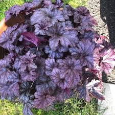 Purple Coral Bells Flower Seeds for Planting – Heirloom, Non-GMO, High Germination Organic Garden Seeds