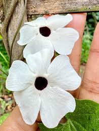 Thunbergia Alata Flower Seeds for Planting – Premium Quality, Heirloom & Non-GMO Seeds