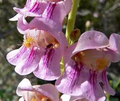 Pink Palmer's Penstemon Flower Seeds for Planting | Heirloom Non-GMO Organic Garden Seeds, High Germination