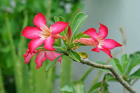 Adenium Obesum Rose Flower Seeds for Planting | Fragrant Blossoms | Heirloom Non-GMO High Germination Seeds