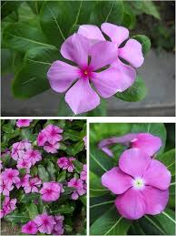 Pink Catharanthus Flower Seeds – Heirloom, Non-GMO, High Germination Organic Garden Seeds